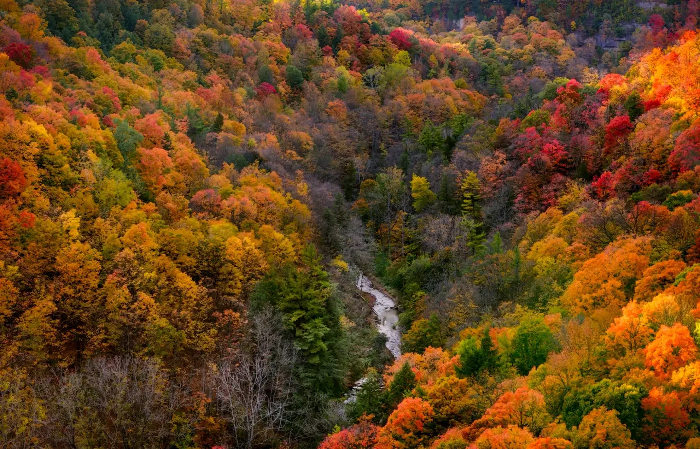 Fine Art Nature