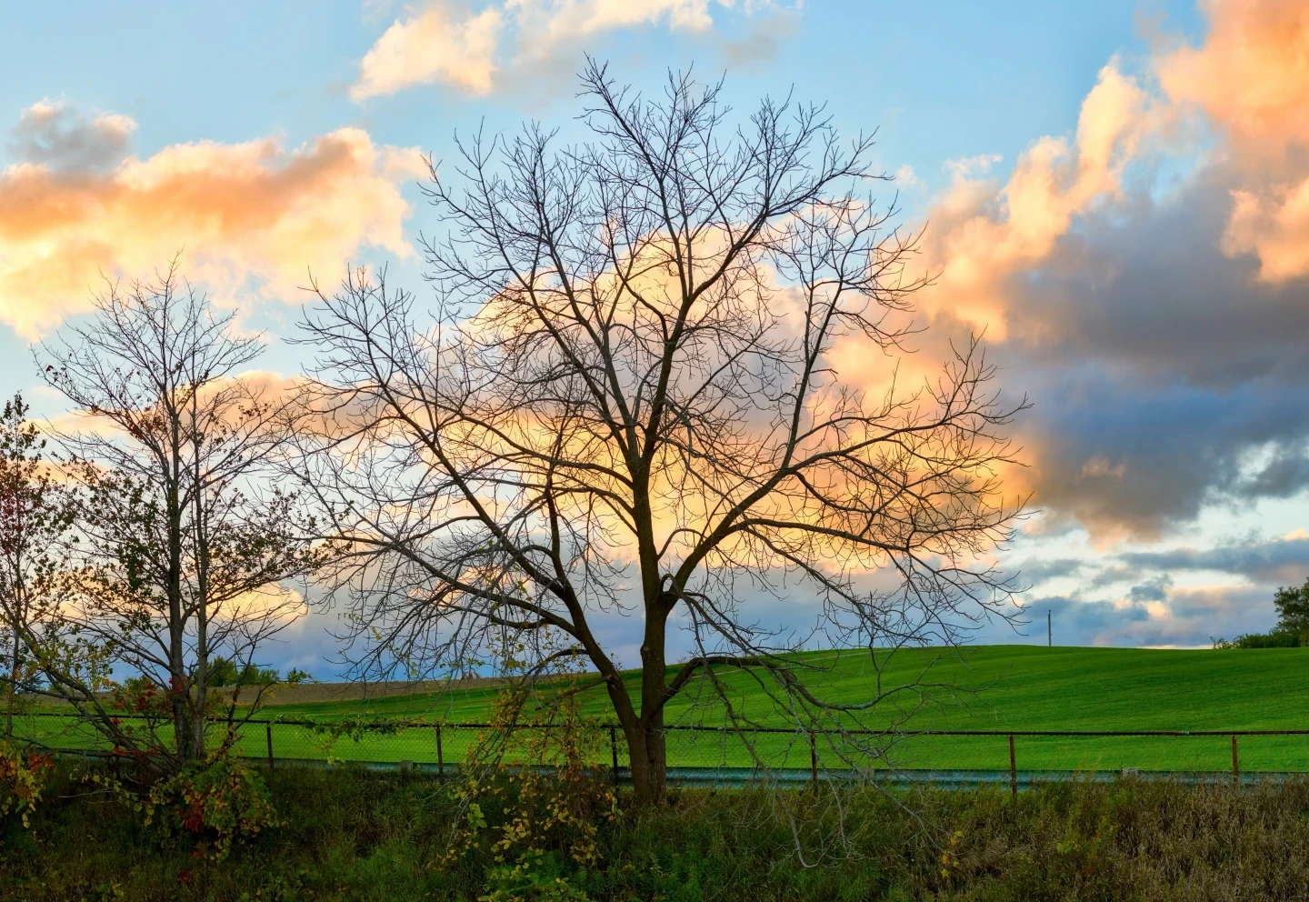 Dundas Peak Tree Framed Golden Hour