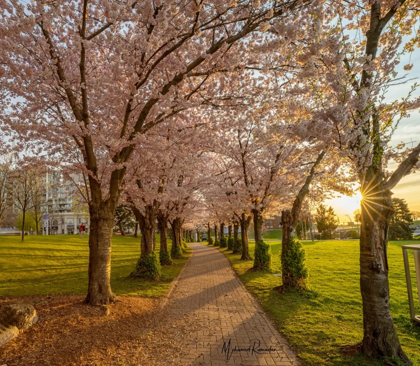 Cherry Blossoms Burlington Dawn Path