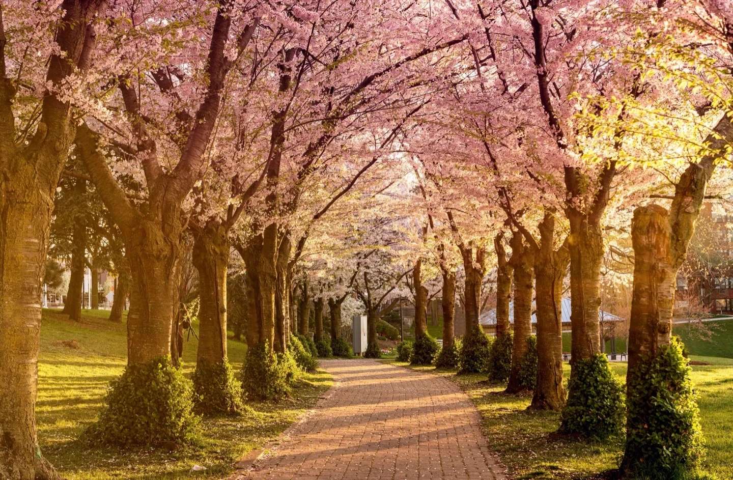 Cherry Blossoms Burlington Spring Dawn