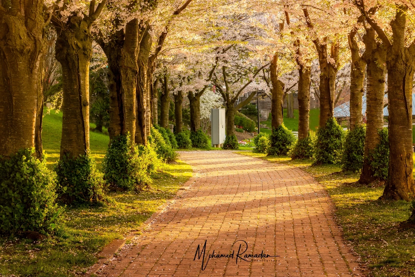 Cherry Blossoms Burlington Sunset Fine Art