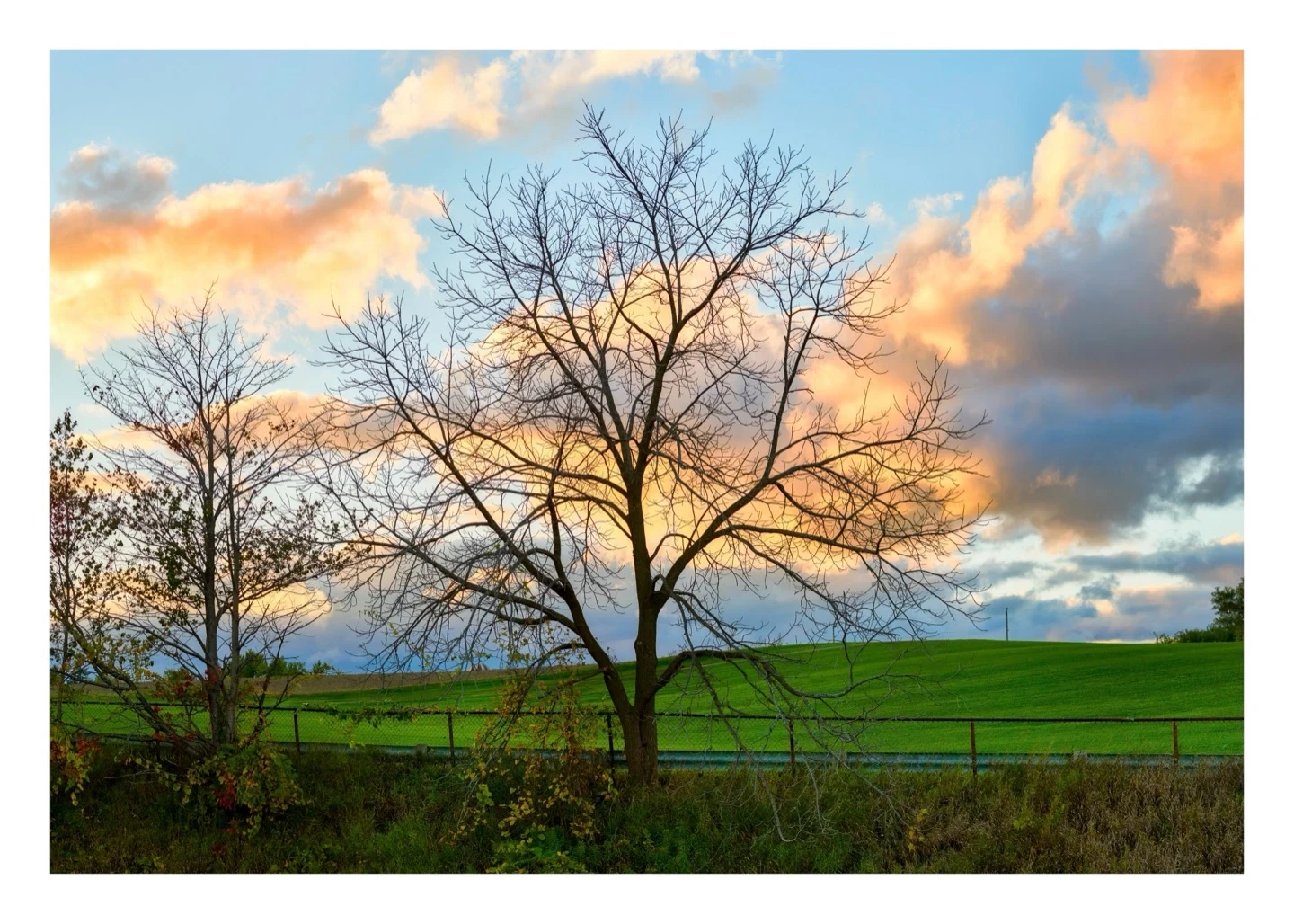Ontario Countryside Tree Framed Golden Hour