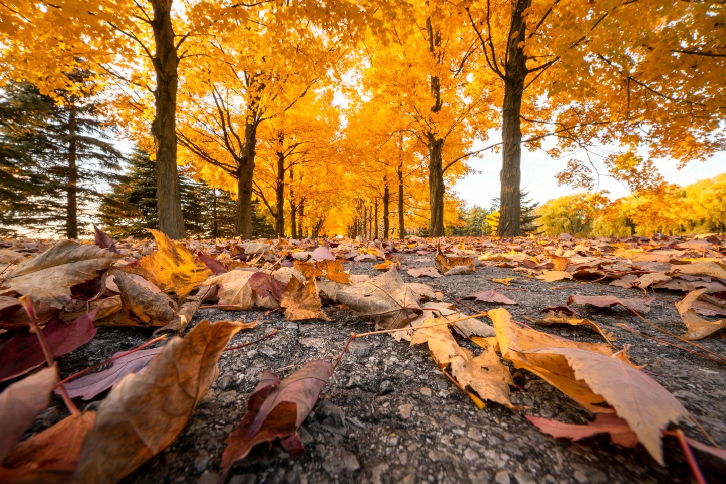 Autumn Leaves Falling Fine Art Ontario