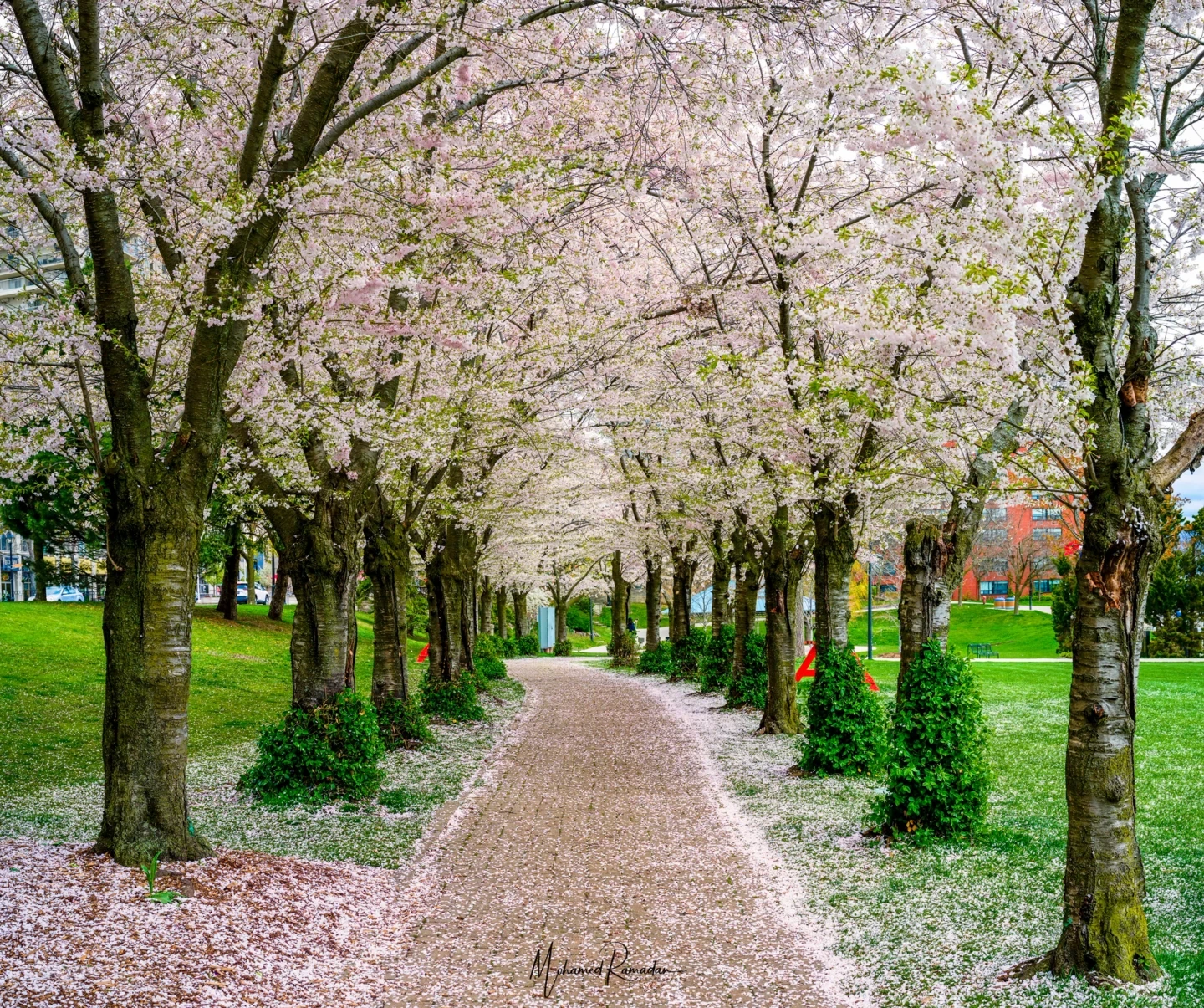 Cherry Blossom Path Burlington Spring