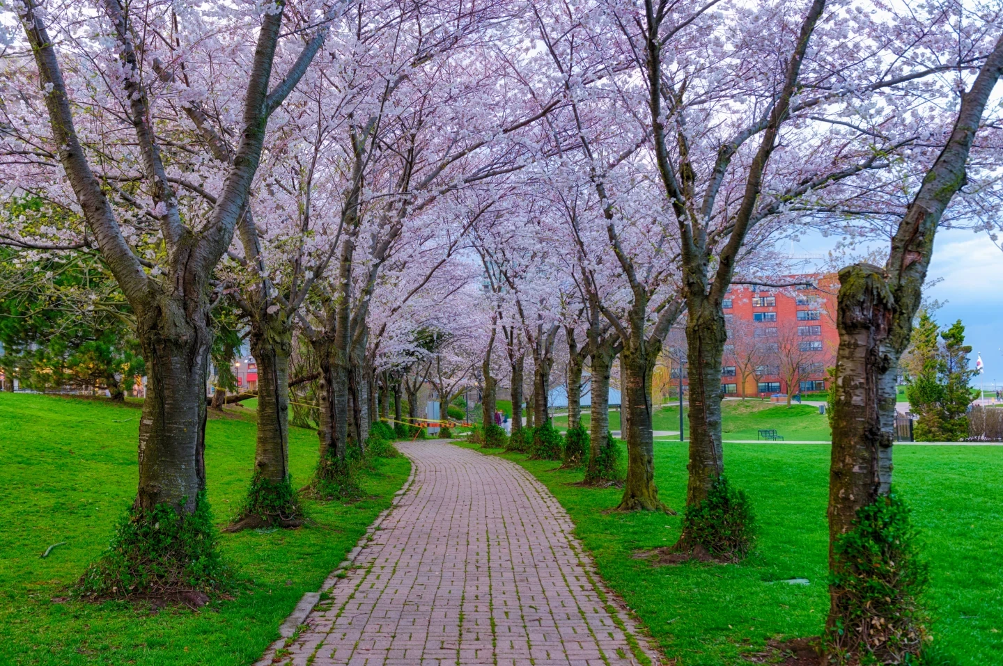 Cherry Blossoms Burlington Pathway Spring