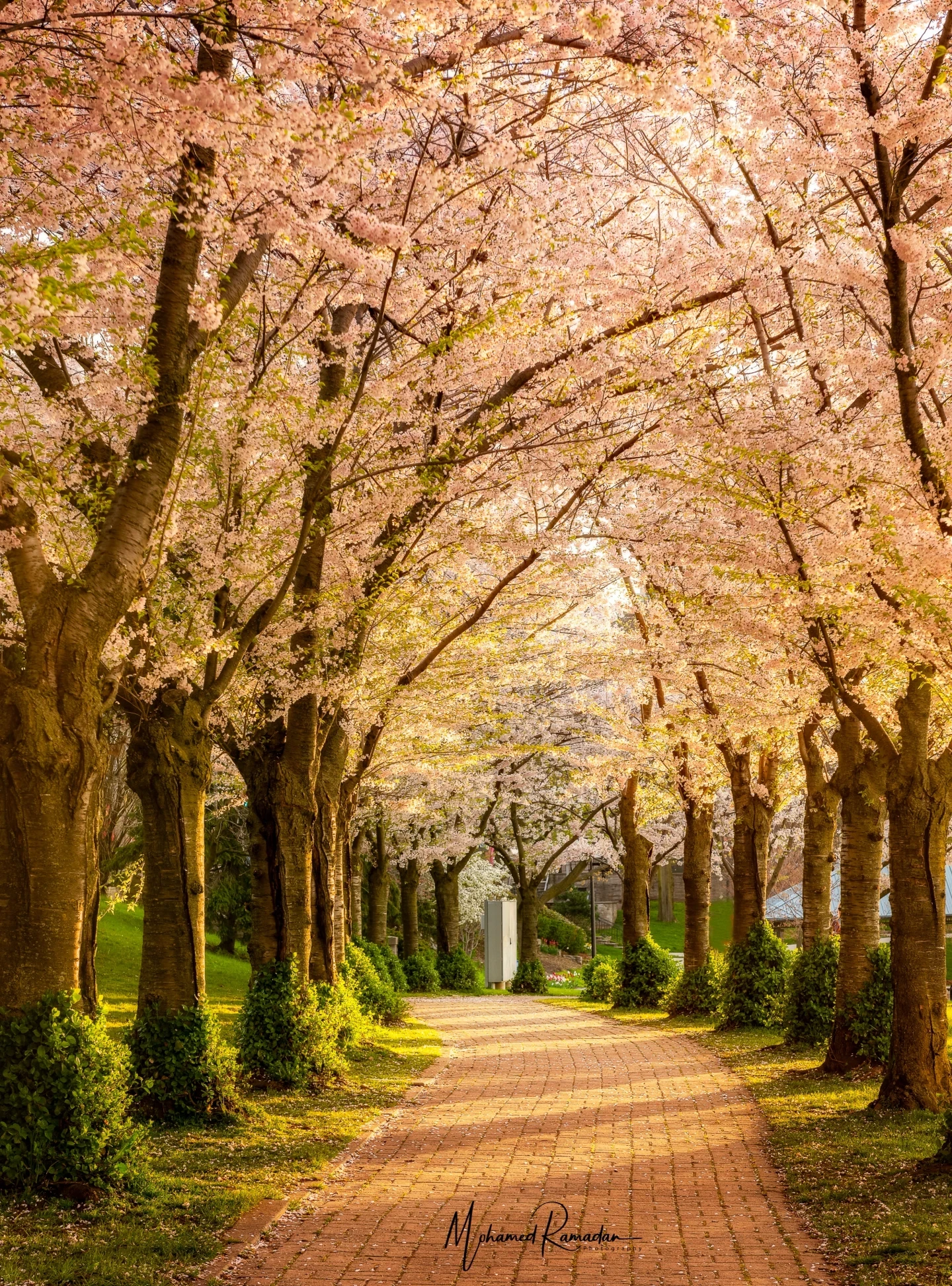 Cherry Blossoms Burlington Spring Fine Art