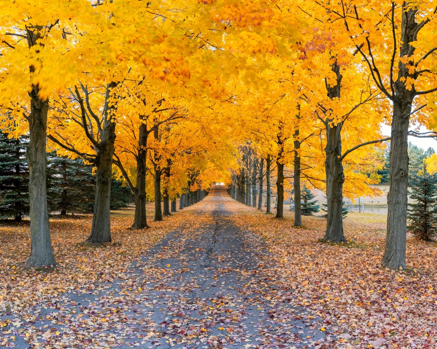 Heavenly Path Ontario Autumn Panorama