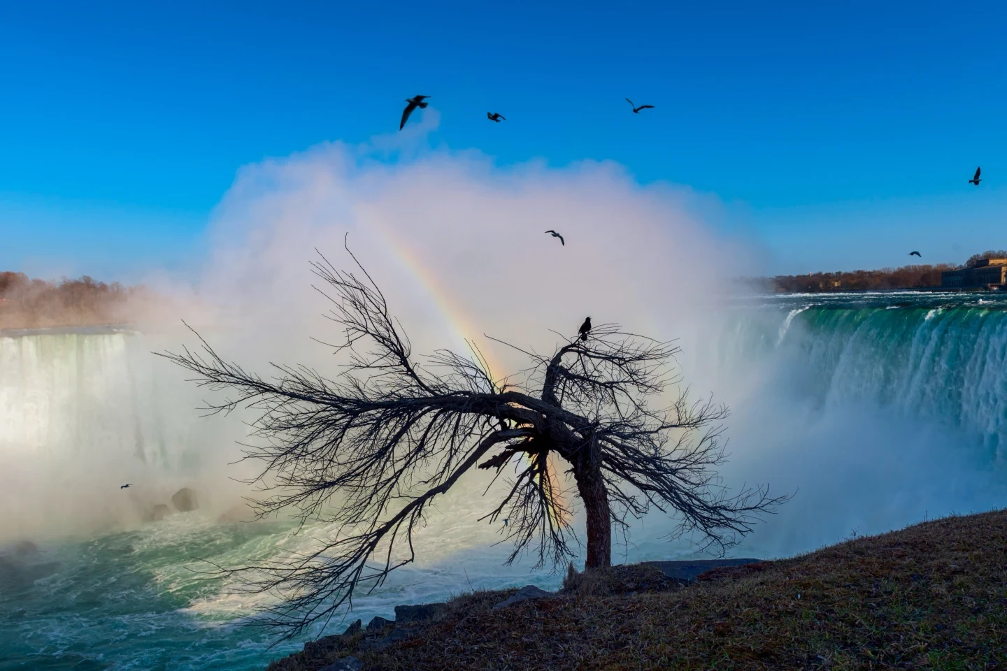 Lone Tree Dramatic Sky Fine Art Ontario