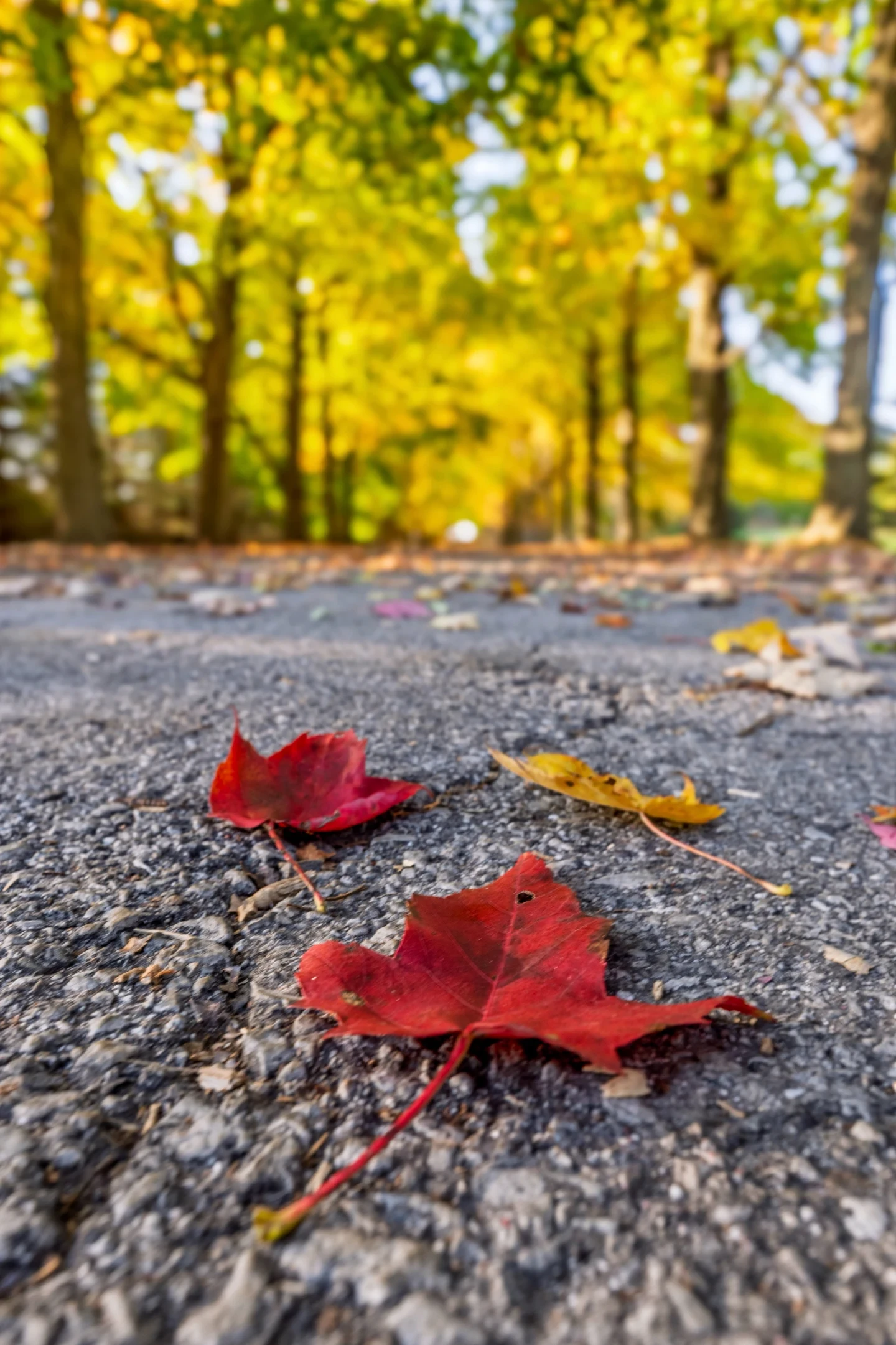 Torn Autumn Leaves Fine Art Nature
