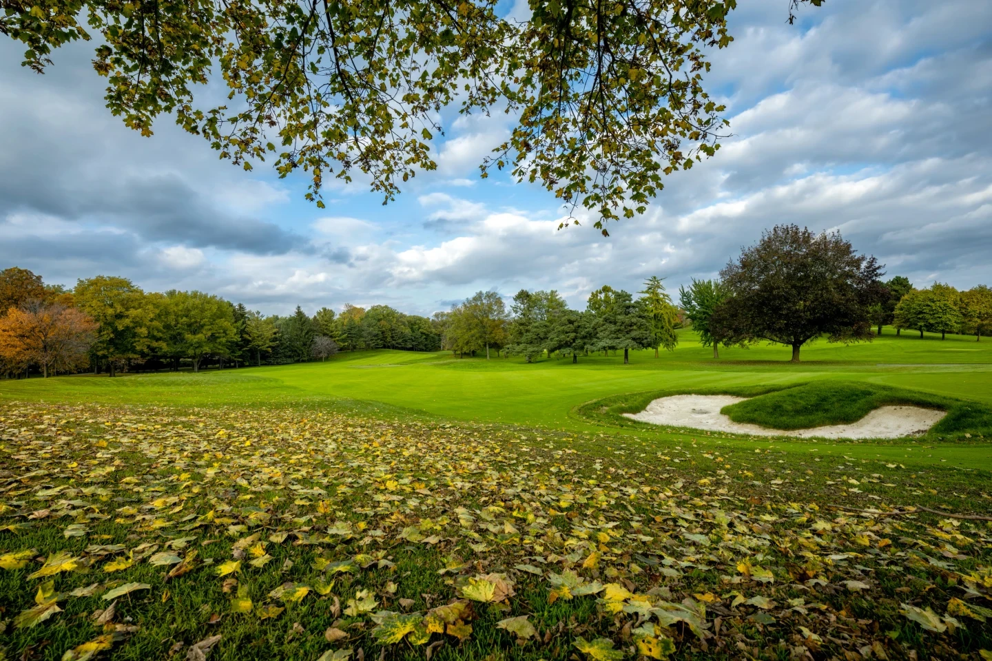 Ancaster Golf Autumn Leaves