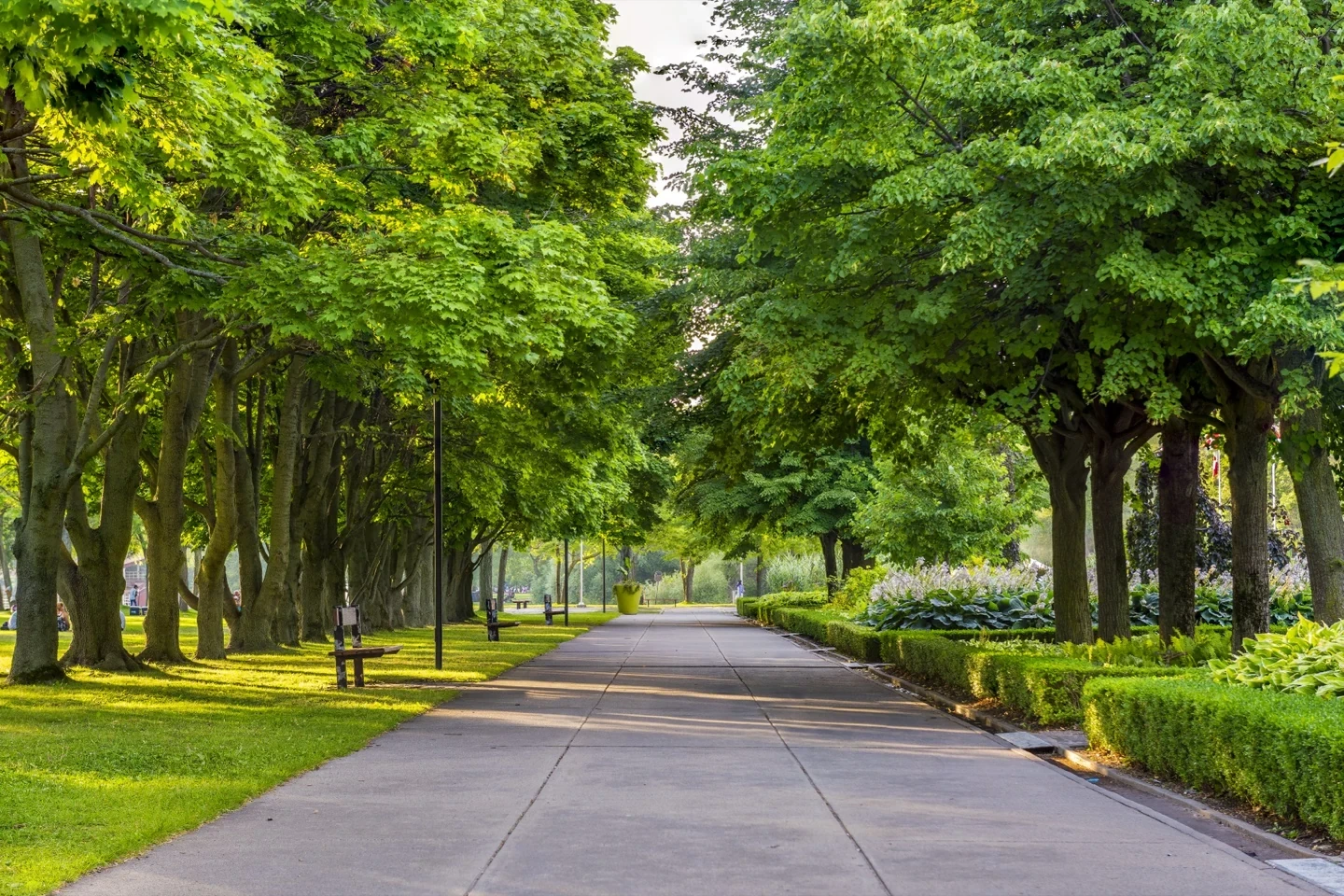 Lakeshore Path Summer Landscape